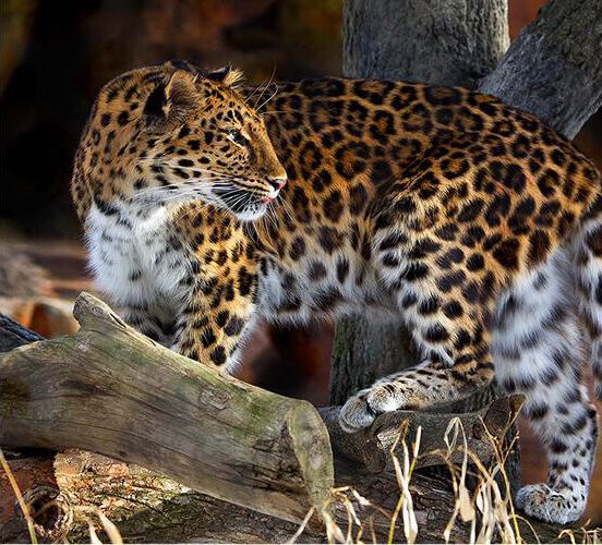 See over 300 animals in under a day.